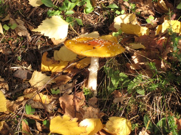 Rare moths and unusual fungi on Troopers Hill