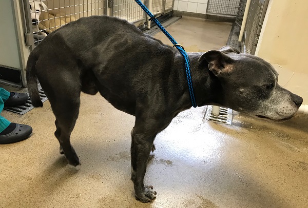 Neglected dog was ‘screaming in pain’
